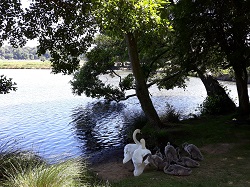 Family of Swans